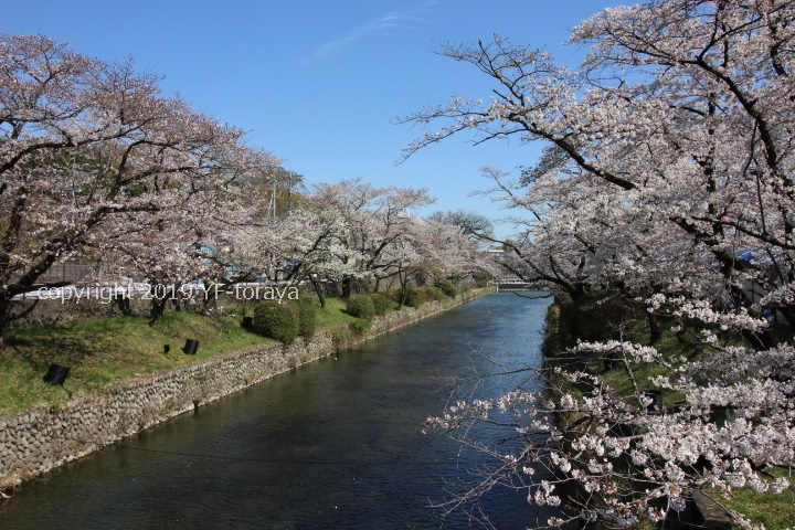 はむら花と水のまつり２０１９ 開催中 羽村市羽村堰 羽村市の不動産のことはセンチュリー21トラヤ